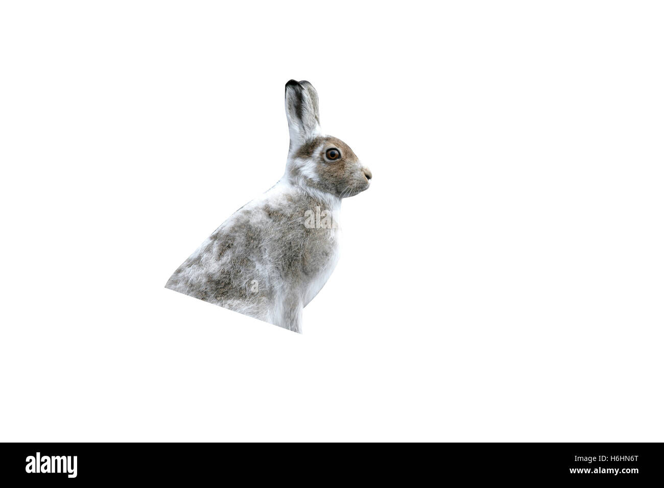 Mountain hare, Lepus timidus, single mammal on heather, spring coat, Scotland Stock Photo