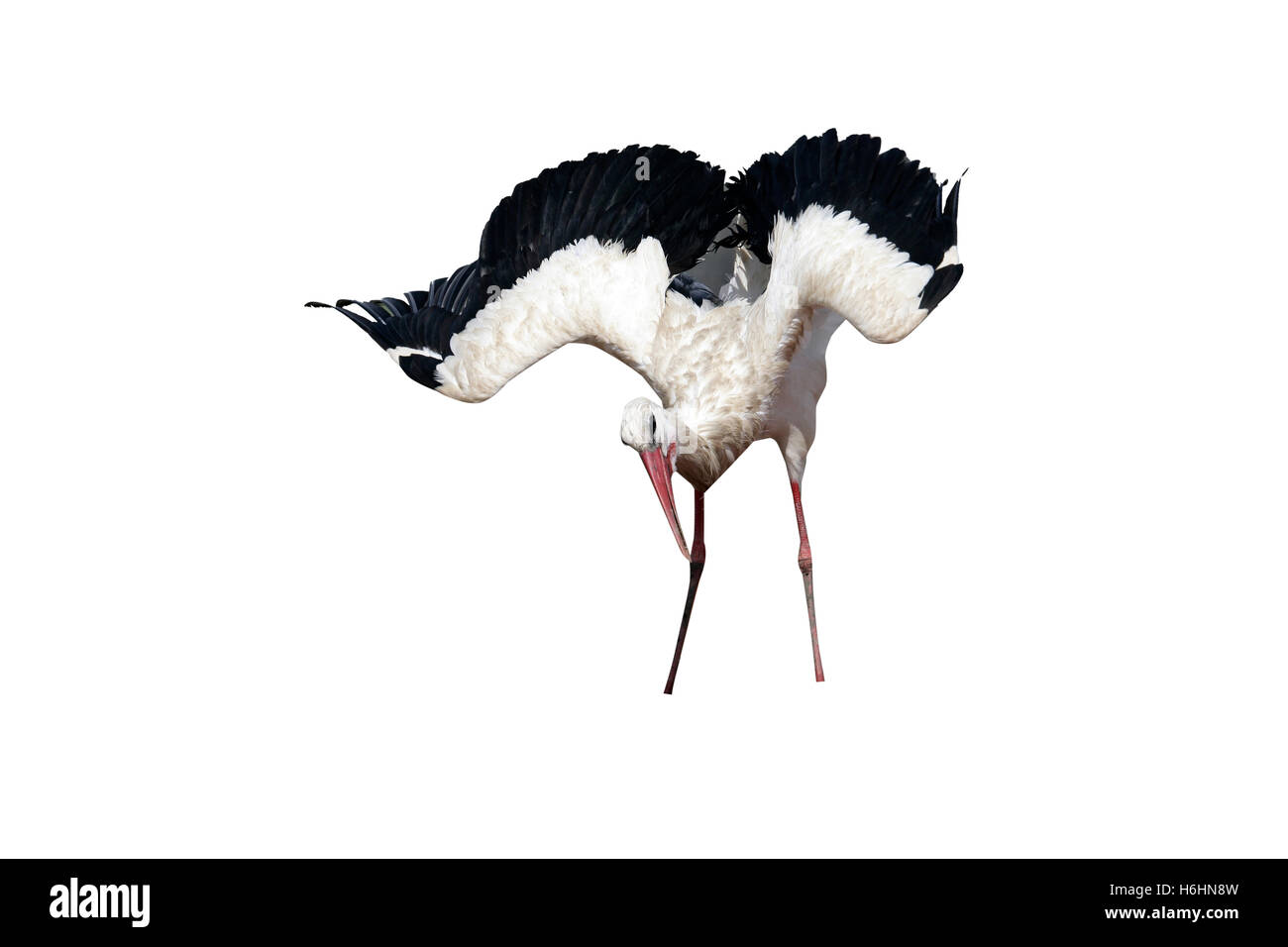 White stork, Ciconia ciconia, single bird displaying on nest on building roof, Spain Stock Photo
