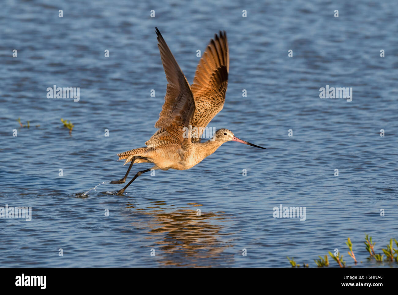 Marbled godwit (Limosa fedoa) taking off in the shallow water of tidal marsh, Galveston, Texas, USA Stock Photo