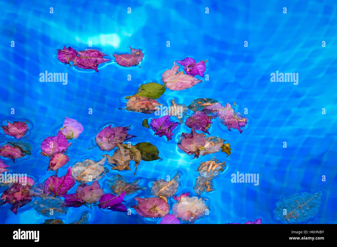 Flower petals in a swimming pool Stock Photo Alamy