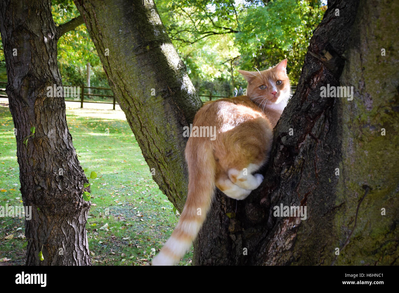 Cat tree perch hires stock photography and images Alamy