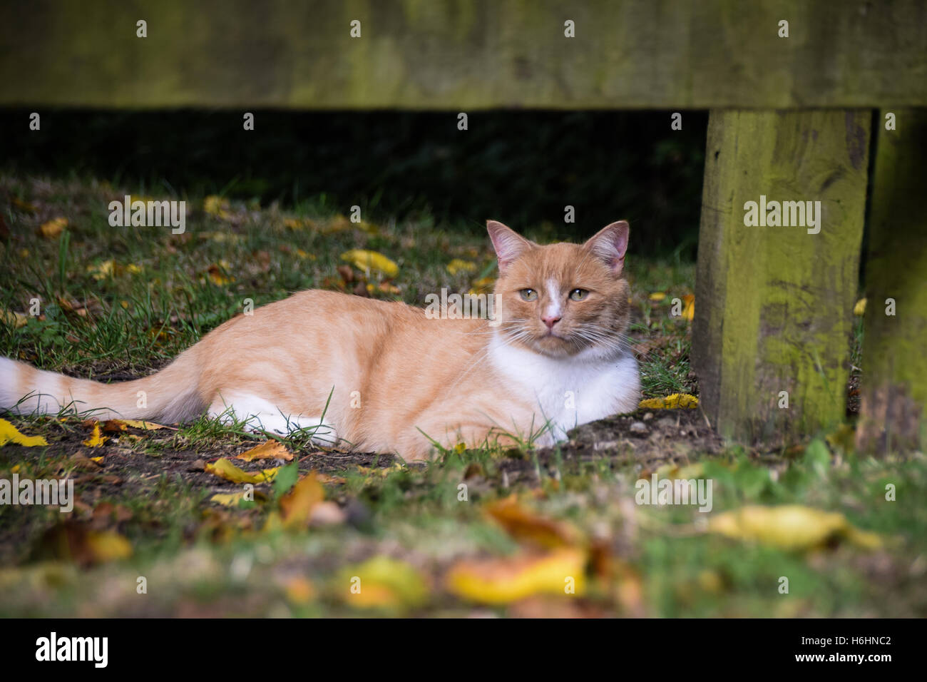 Domestic cat sitting under a fence with autumnal leaves Stock Photo - Alamy