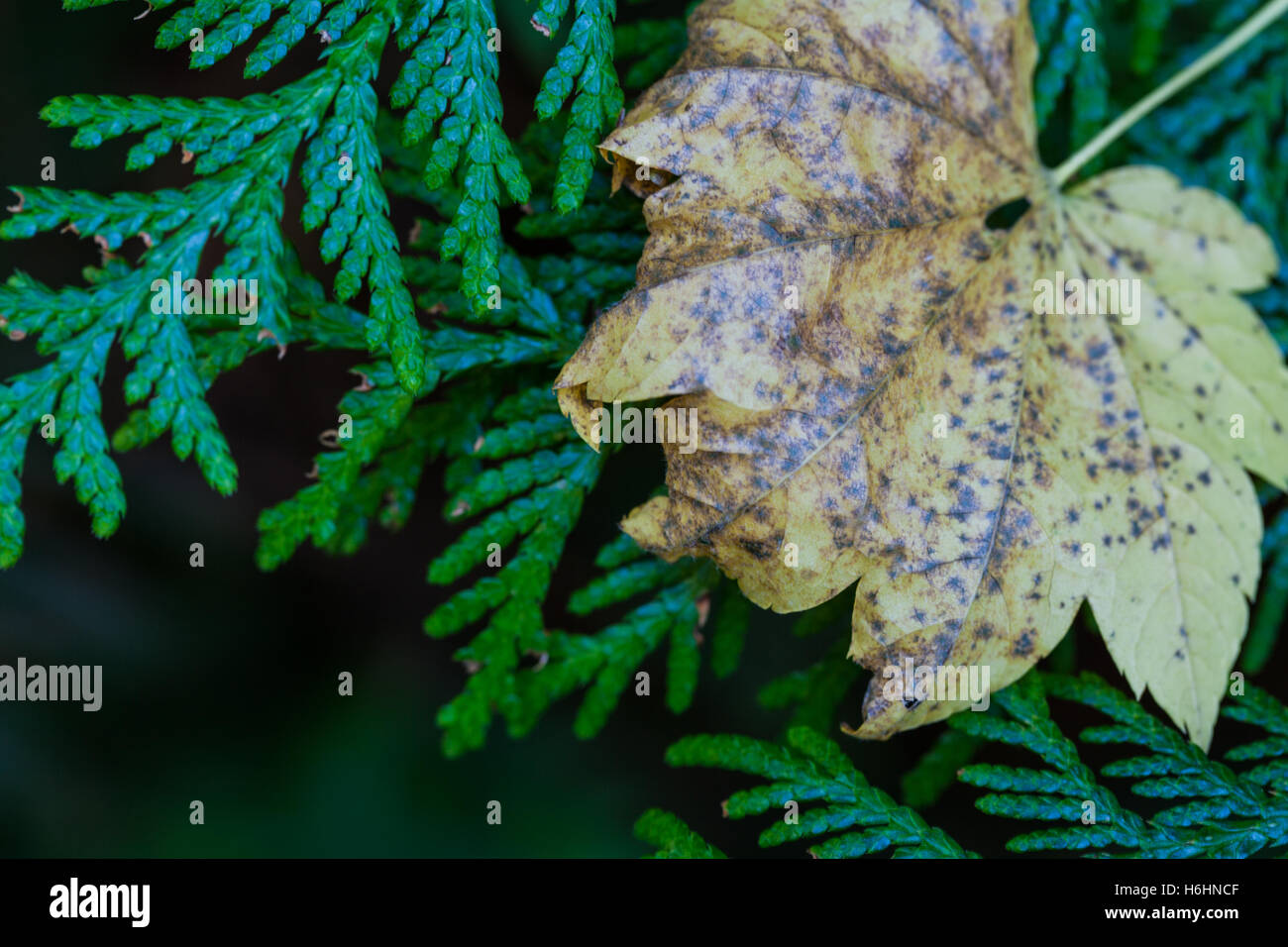 Fallen leaf resting on cedar fronds in the autumn season Stock Photo