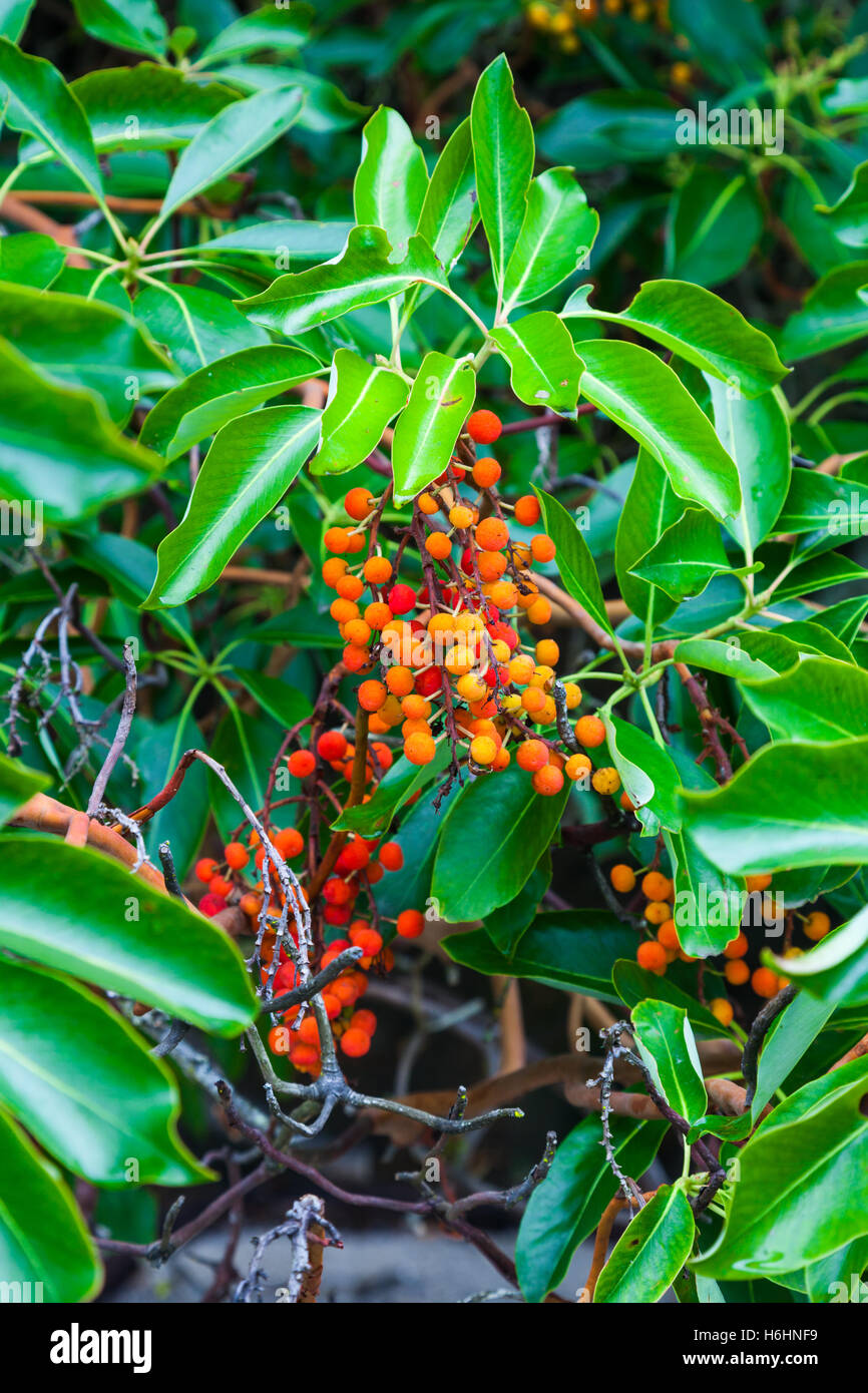 Clusters of berries on an Arbutus tree Stock Photo Alamy