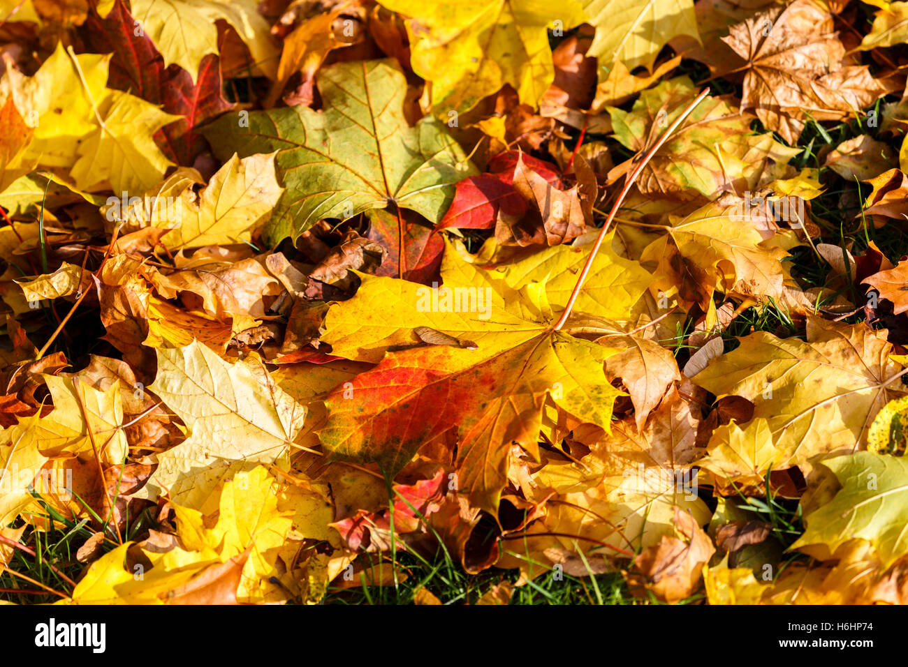 Fallen sycamore leaves hi-res stock photography and images - Alamy