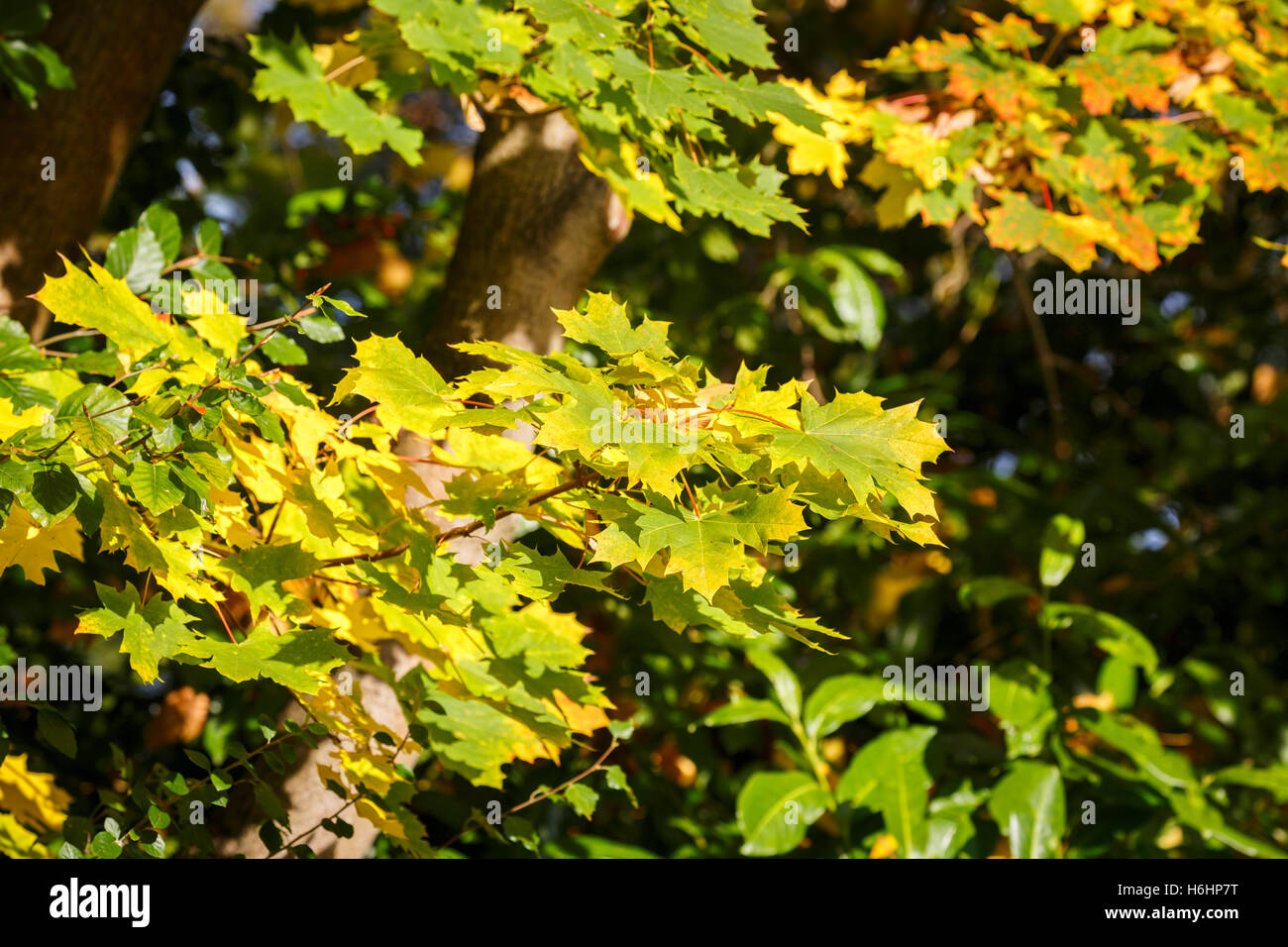 Sycamore (Acer pseudoplatanus) leaves still on the tree in pretty autumn colours in a garden in southern England Stock Photo