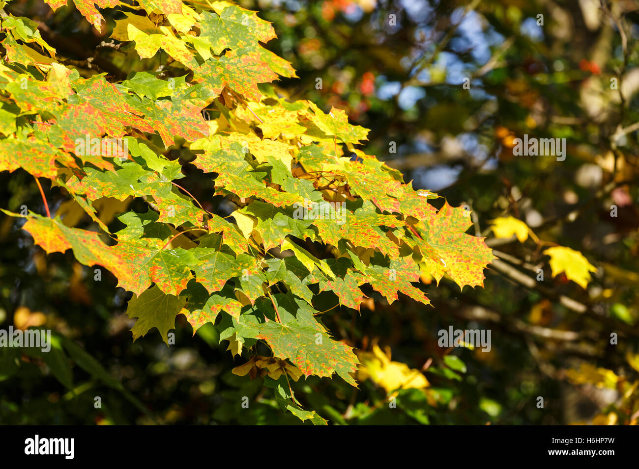 Sycamore (Acer pseudoplatanus) leaves still on the tree in pretty autumn colours in a garden in southern England Stock Photo