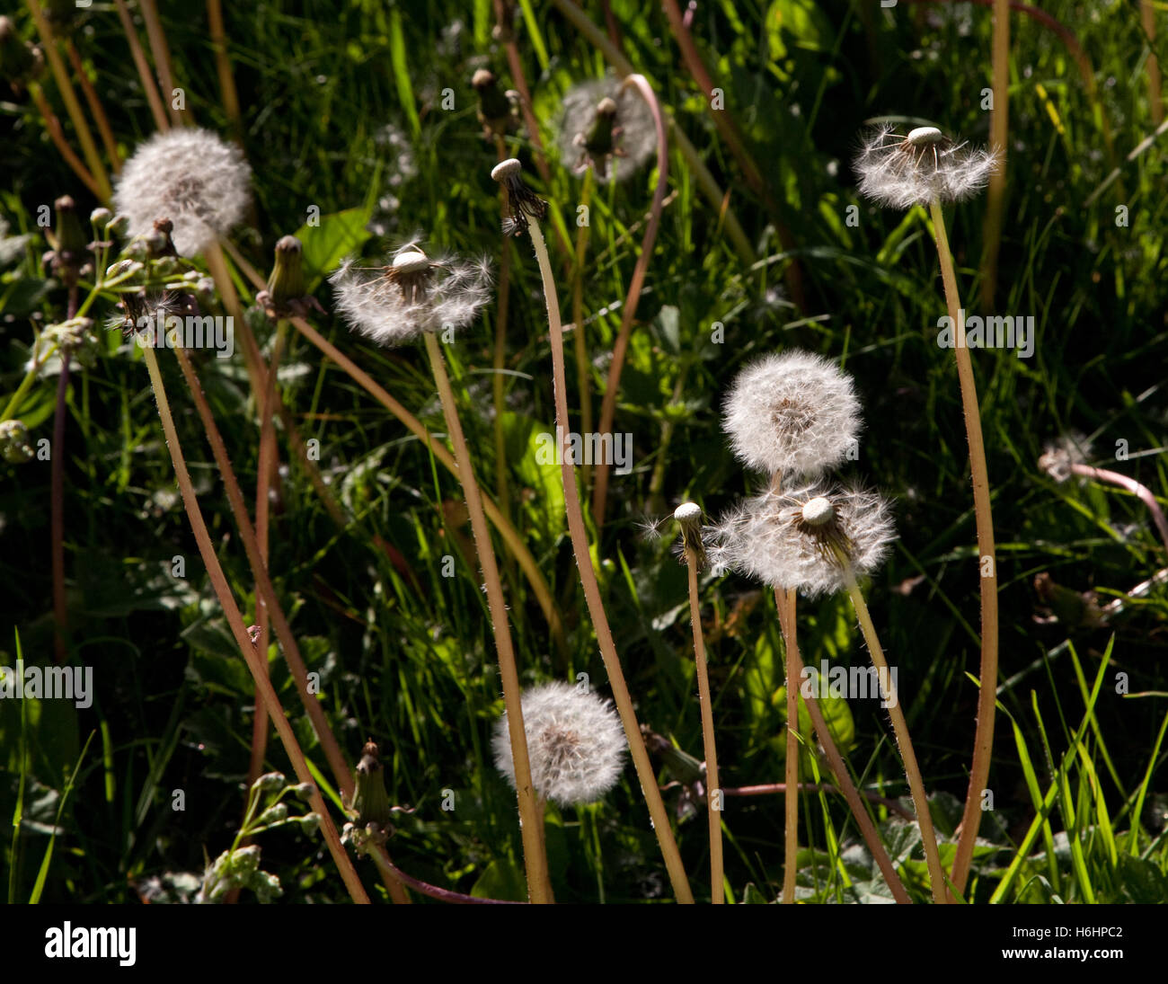 Dandelion seeds dispersing Stock Photo