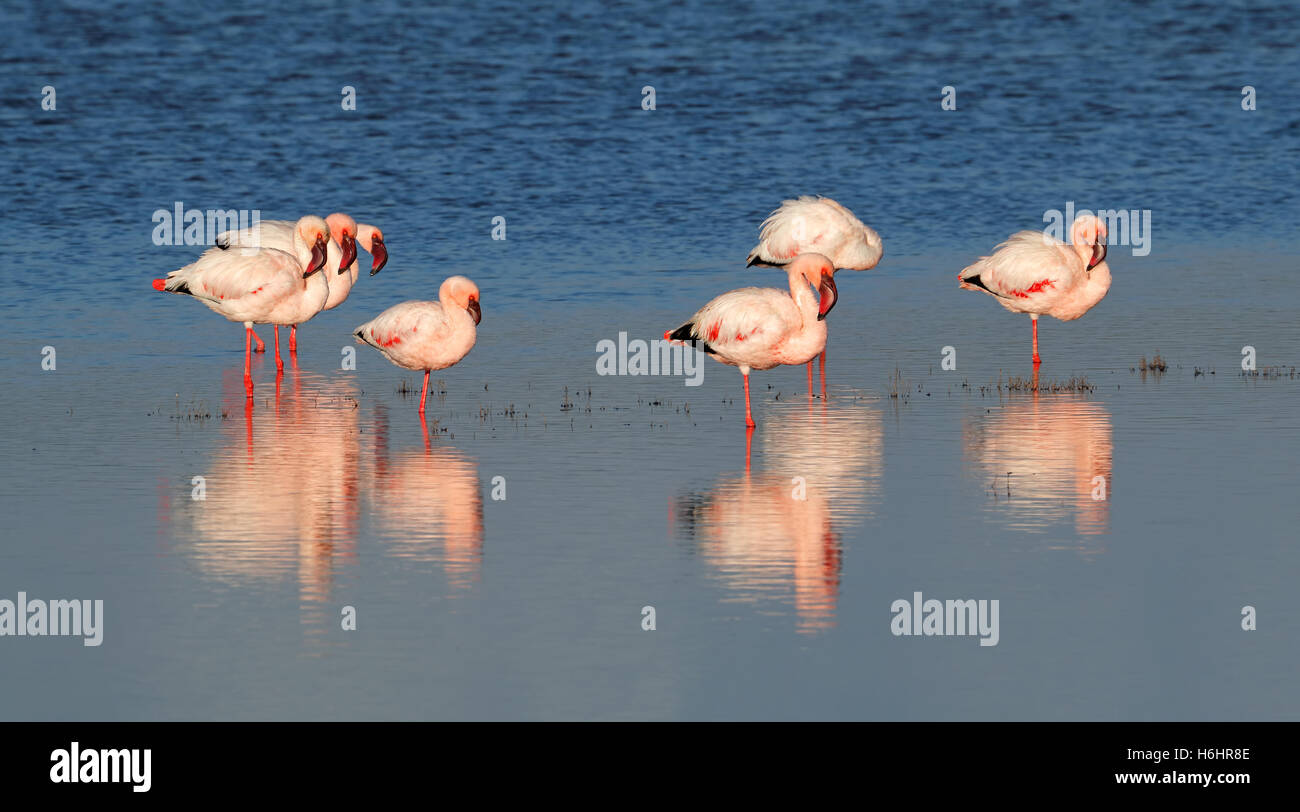 Greater flamingos (Phoenicopterus roseus) in shallow water, South Africa Stock Photo