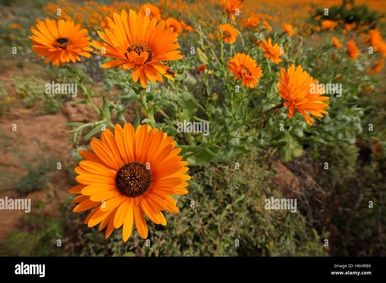 Brightly Colored Wild Flowers Arctotis Fastuosa Namaqualand Brightly Colored Wild Flowers Arctotis Fastuosa Namaqualand