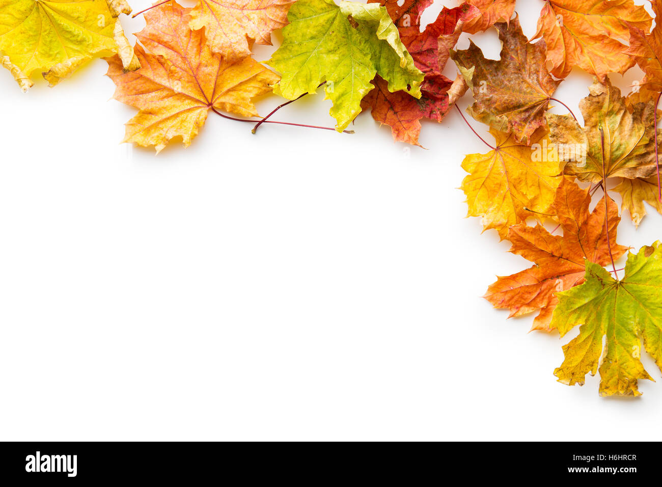 Colorful autumn leaves isolated on white background Stock Photo - Alamy