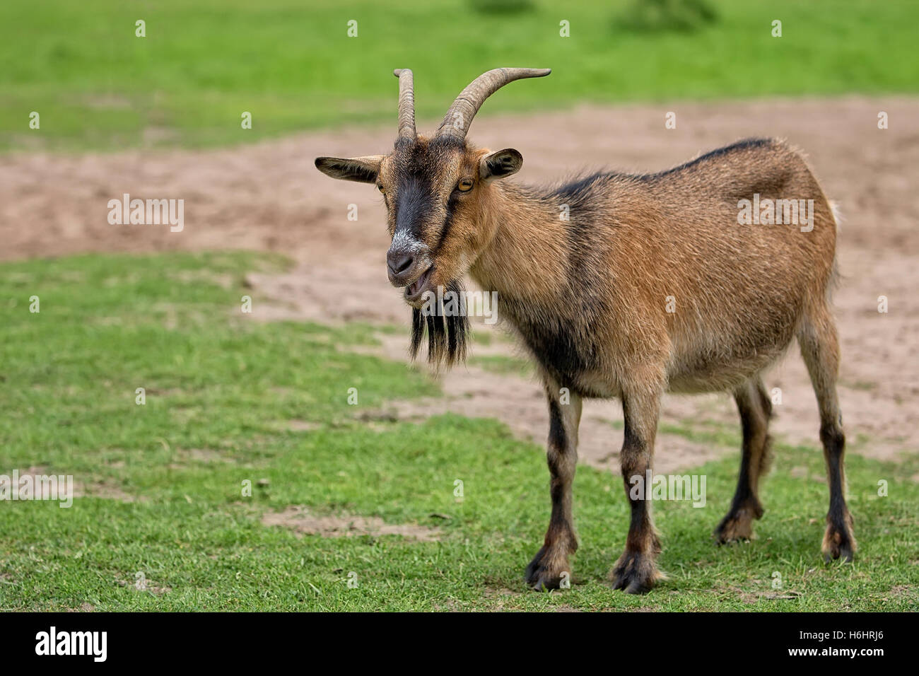 Goat in a clearing in the wild Stock Photo