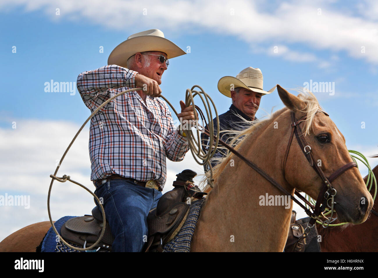 Australian outback cattle cowboy hires stock photography and images