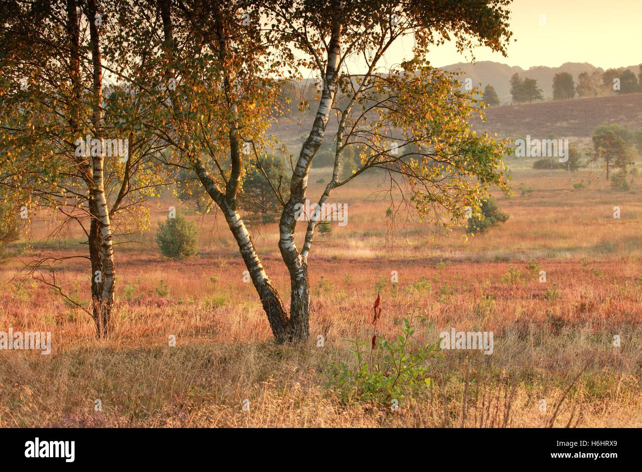 serene summer morning on marsh with birch trees Stock Photo
