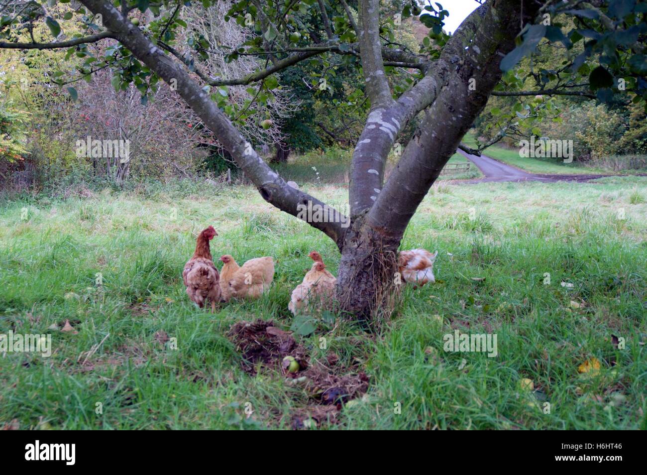 Free range chickens Stock Photo