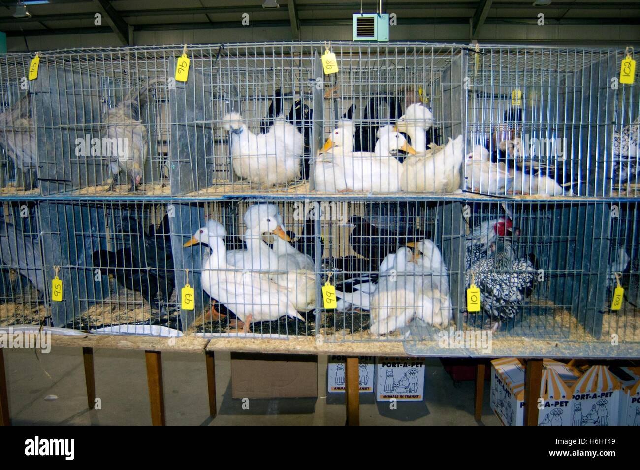 Poultry sale Forfar Scotland Stock Photo
