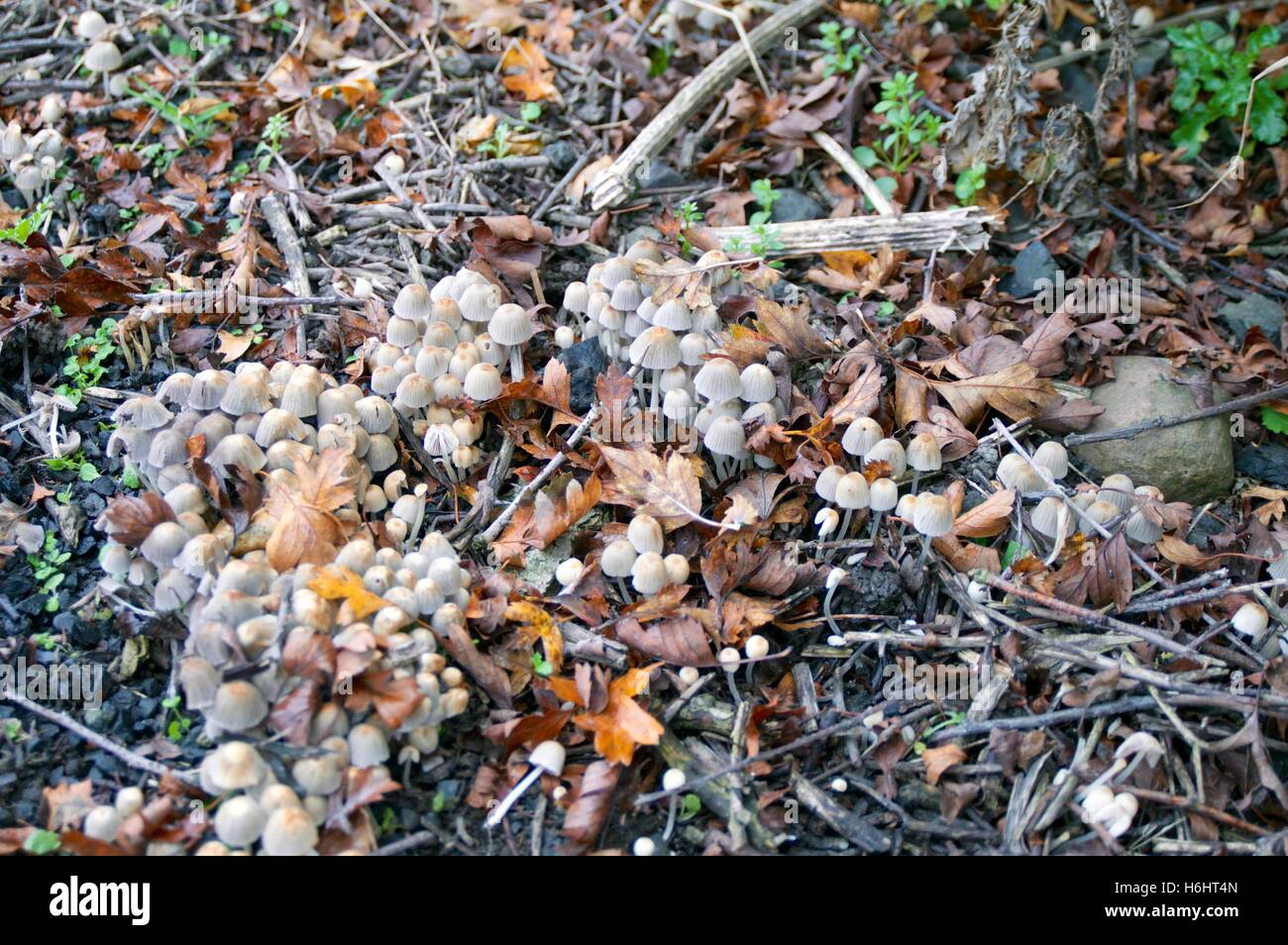 Wild mushrooms growing in Fife Scotland Stock Photo