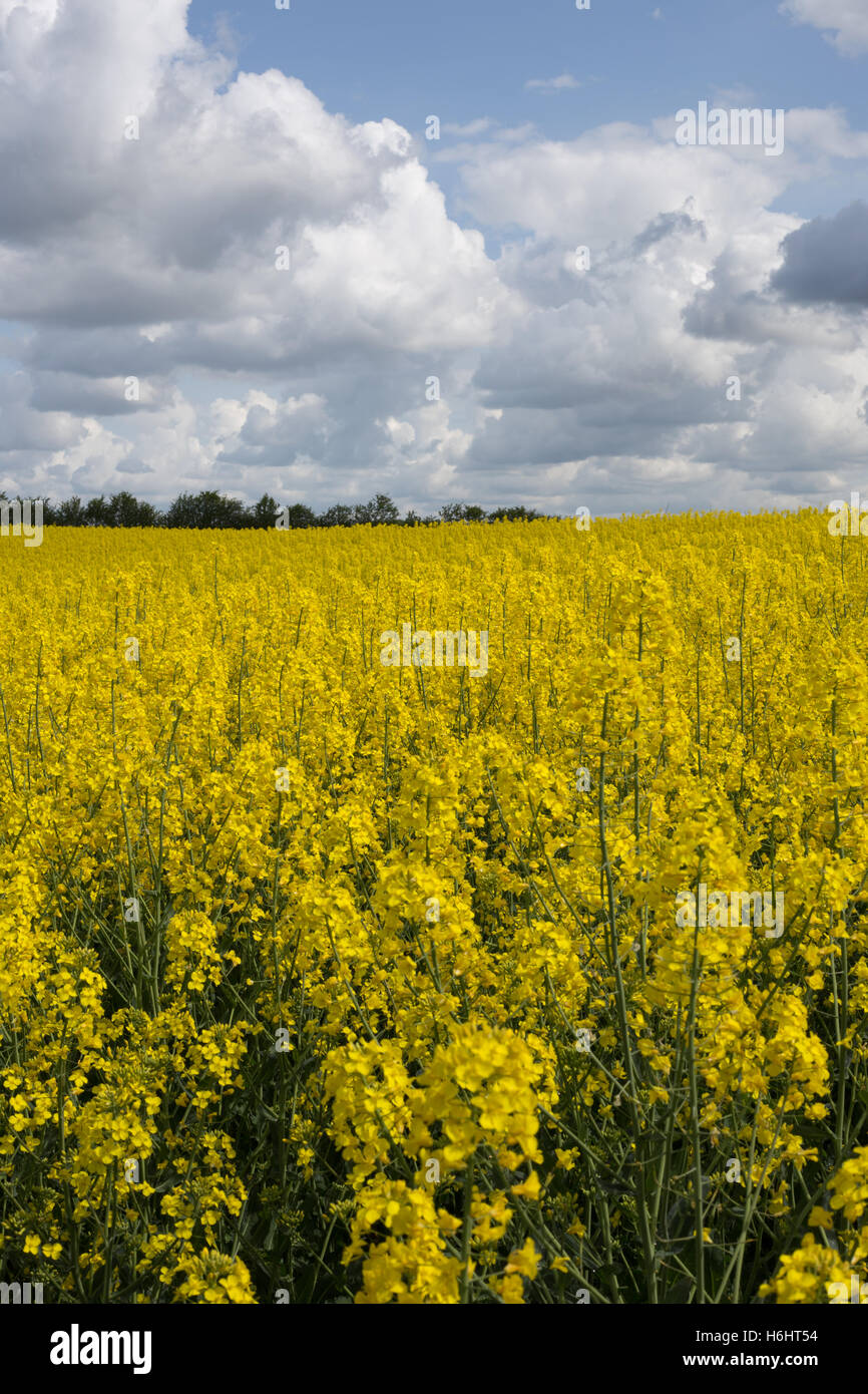 Yellow mustard flowers closeup background vertical image Stock Photo