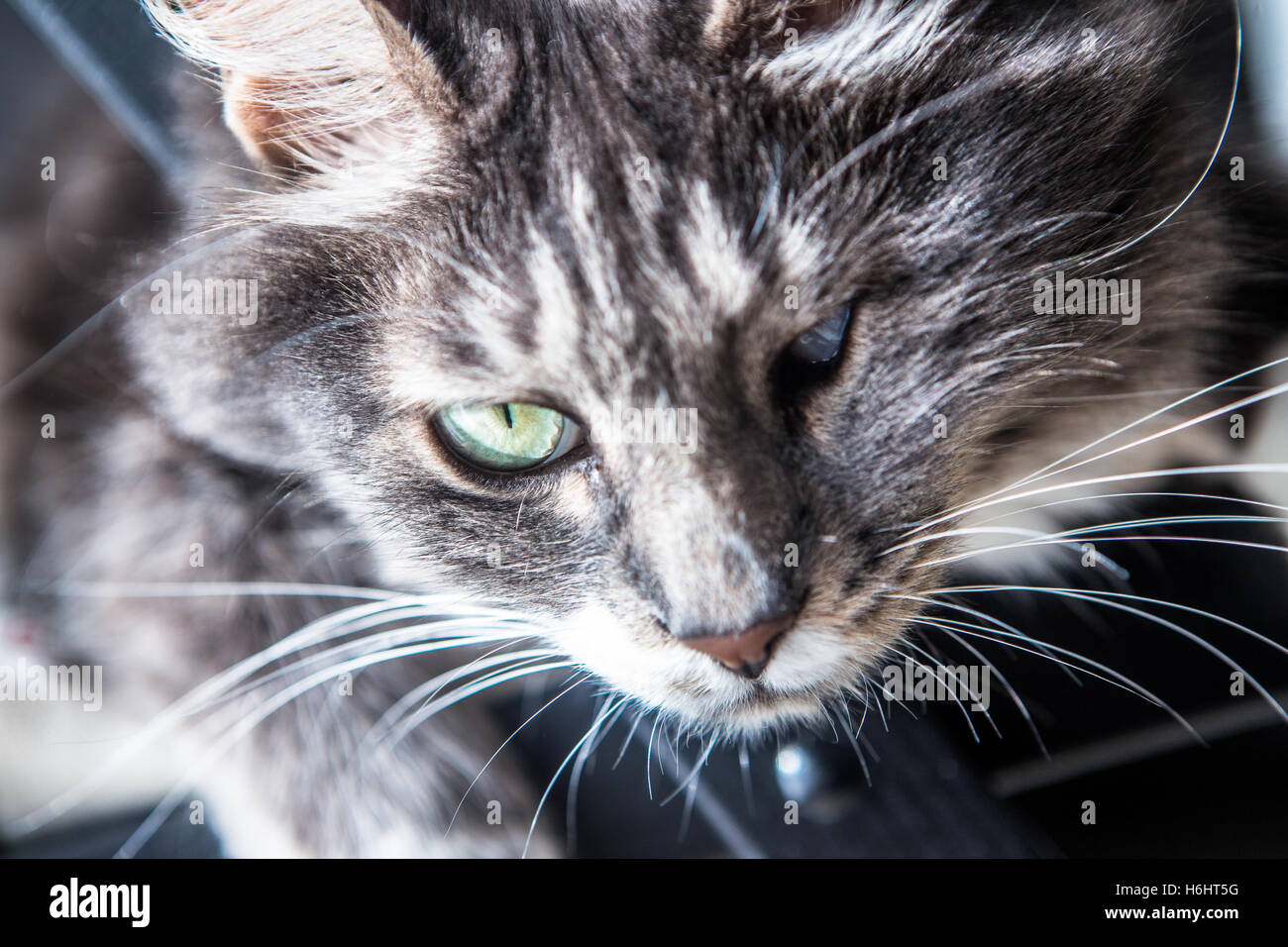 Grey cat sleeping on a chair Stock Photo - Alamy