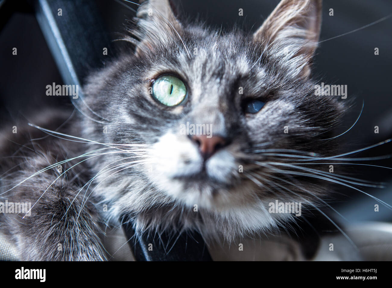 Grey cat sleeping on a chair Stock Photo - Alamy