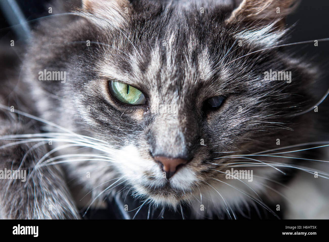 Grey cat sleeping on a chair Stock Photo - Alamy