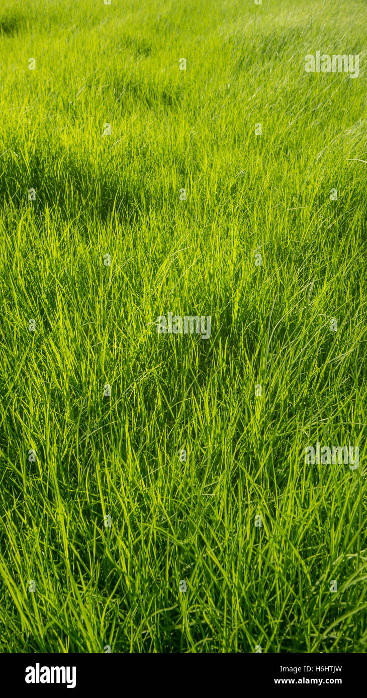 Green grass background Stock Photo - Alamy