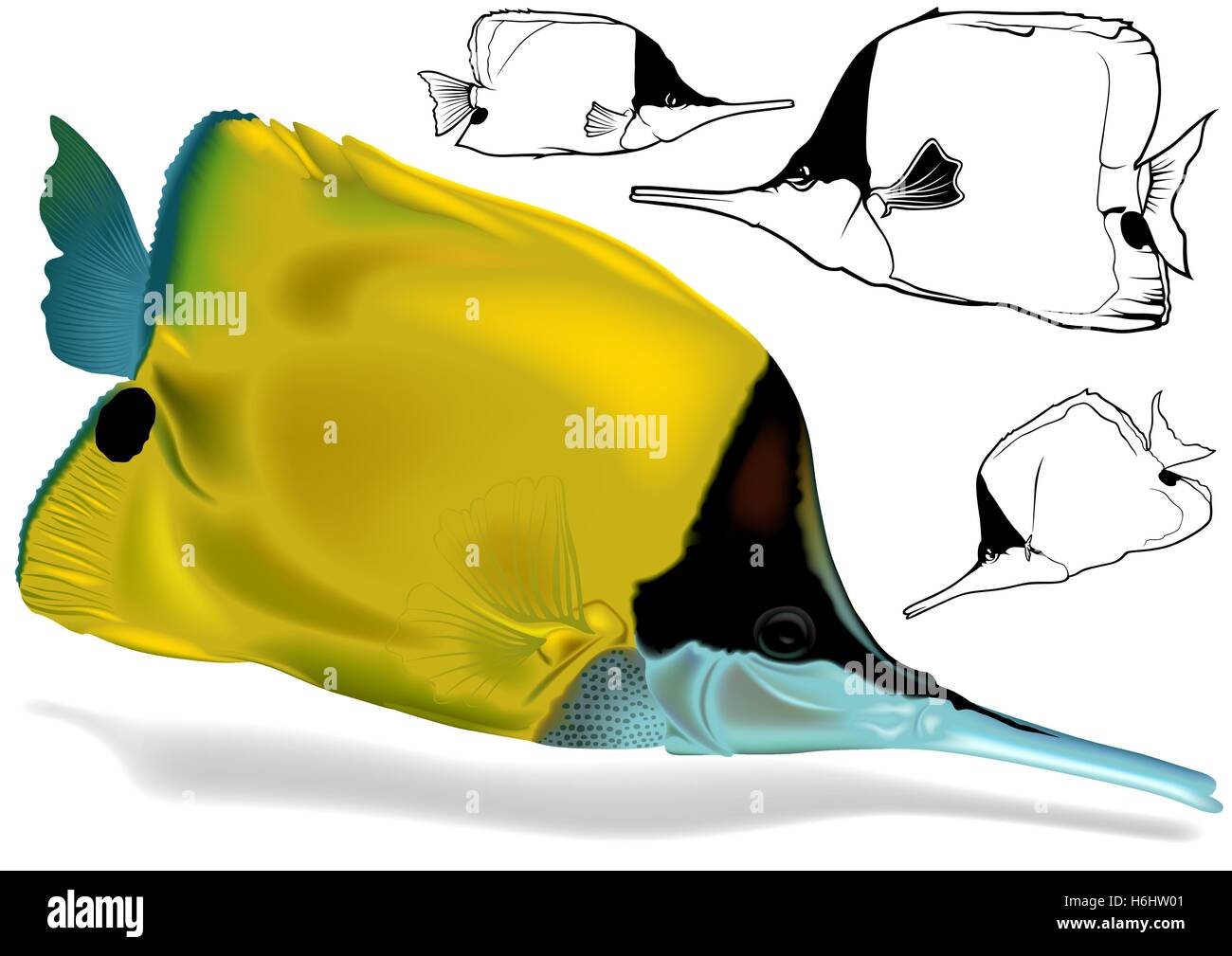 Longnose Butterflyfish Set Stock Vector Image & Art - Alamy