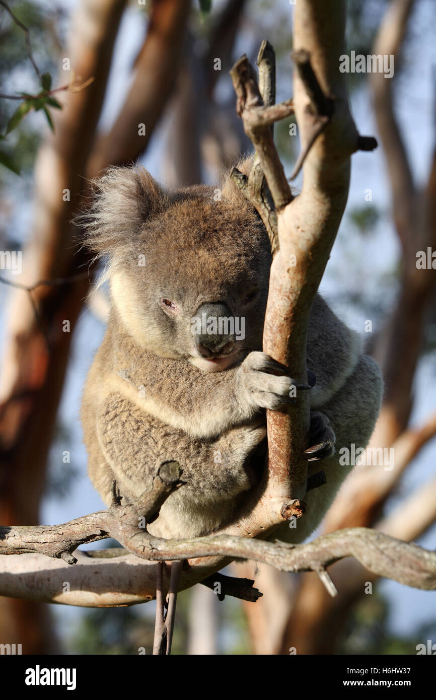 Koala In Gumtree High Resolution Stock Photography and Images - Alamy