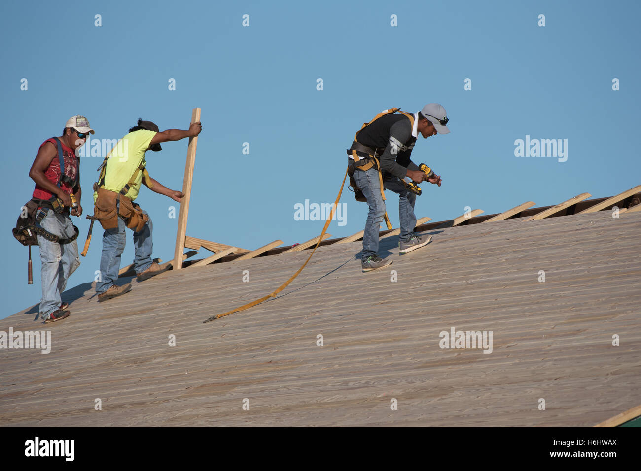 Florida USA Team of three roofers wearing safety harnesses replacing a  wooden roof Stock Photo - Alamy