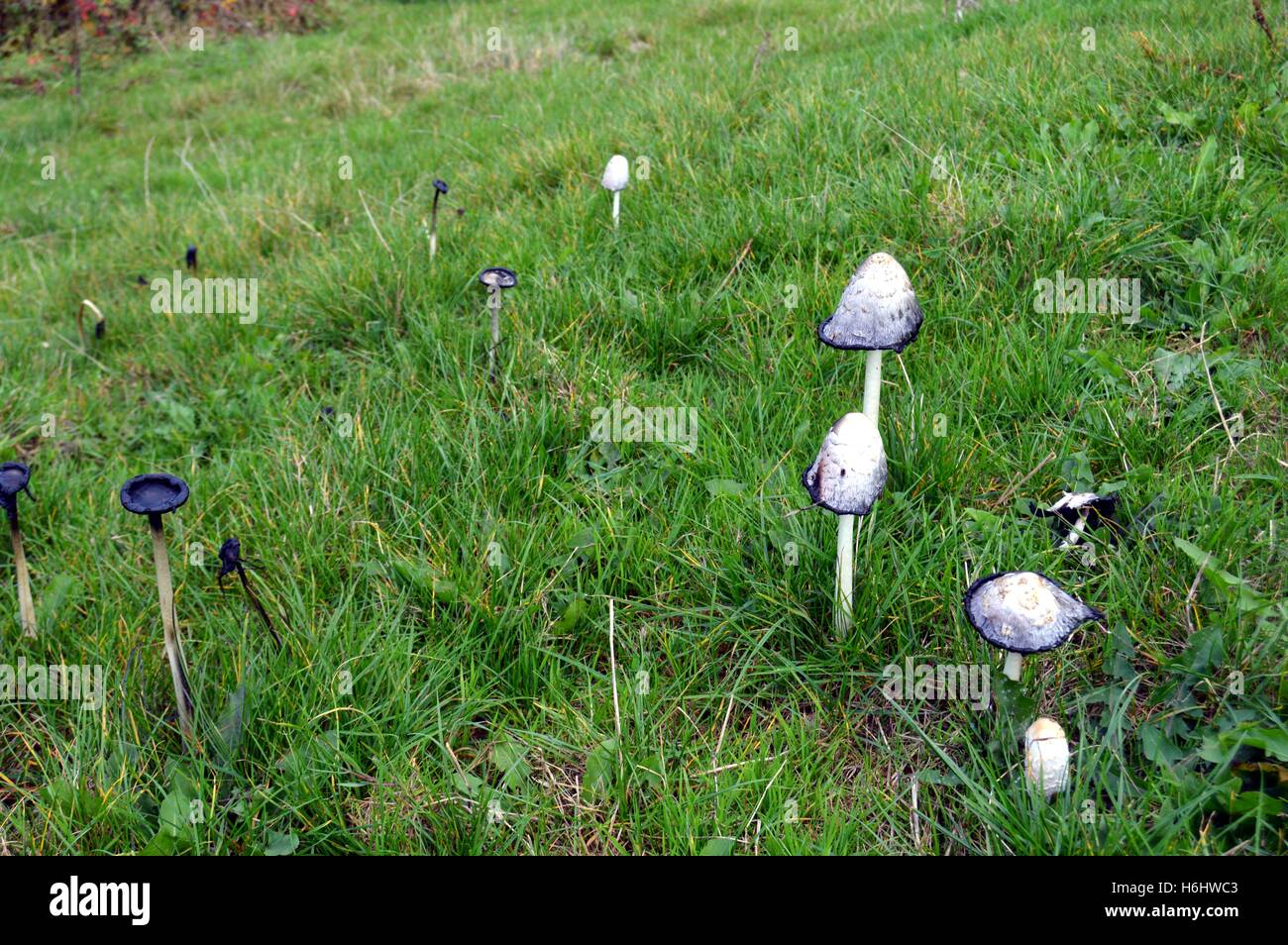 white mushrooms in the grass of a meadow of Gaume Stock Photo