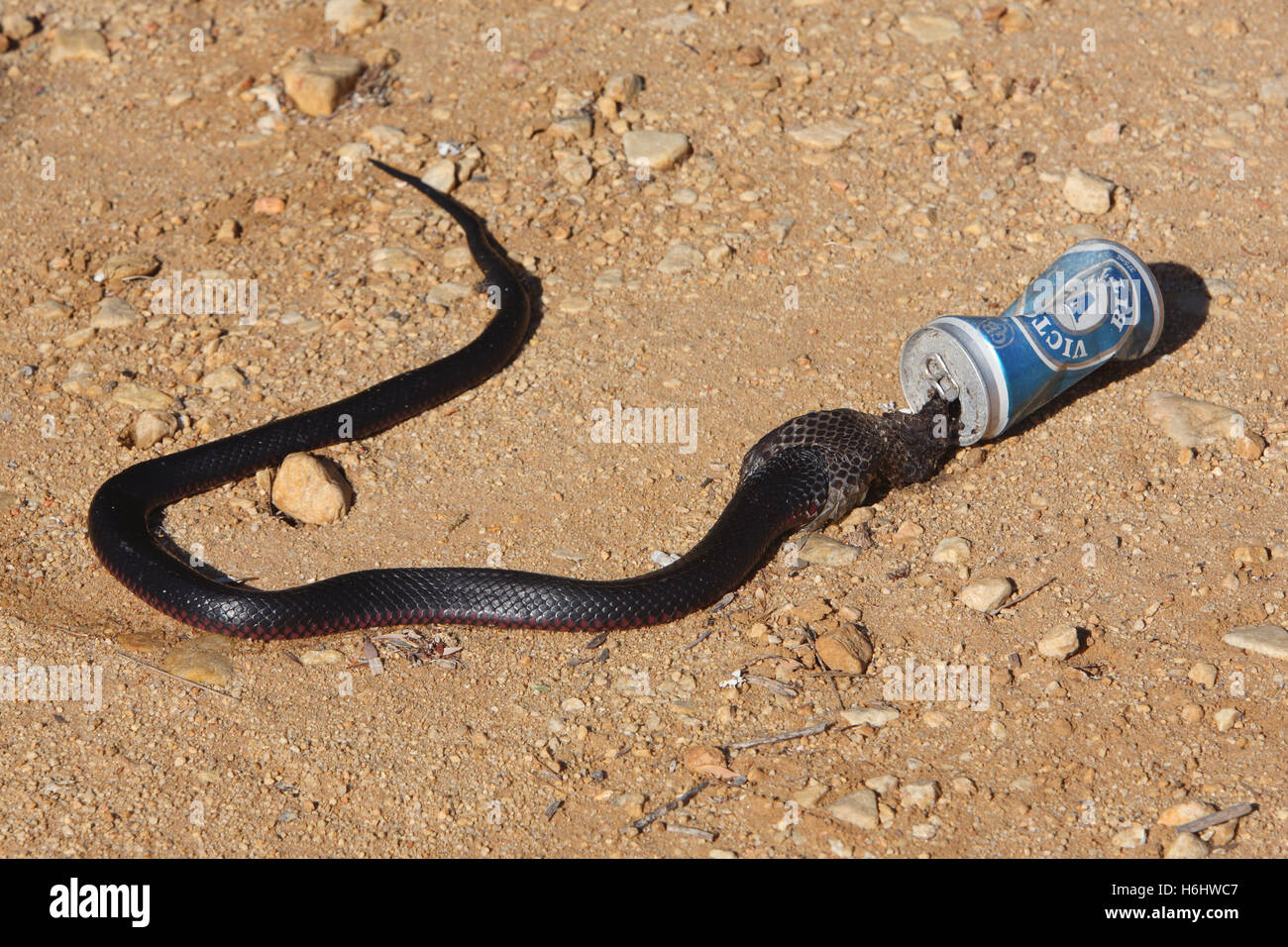 Red-bellied black snake killed after being stuck in a beer can. Victoria, Australia. Stock Photo