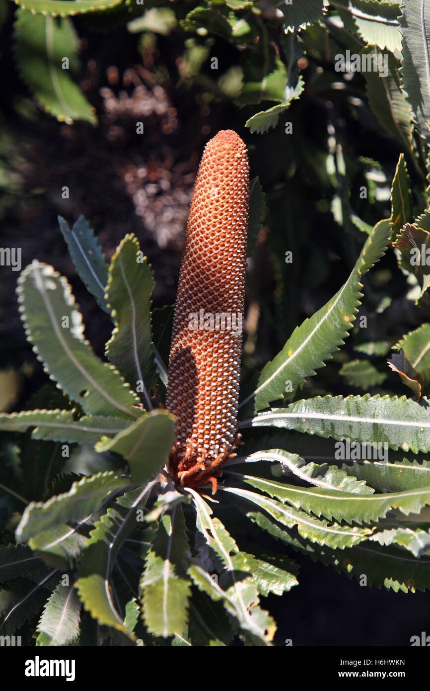 Banksia seed cone. Victoria, Australia. Stock Photo