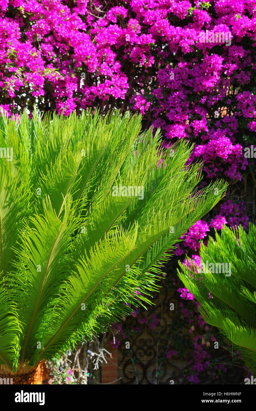 Green, tropical, pattern, flower, tree, leaf, petal, nature, plant, fern, garden, beauty, decoration, Dave, ecology, horizontal. Stock Photo