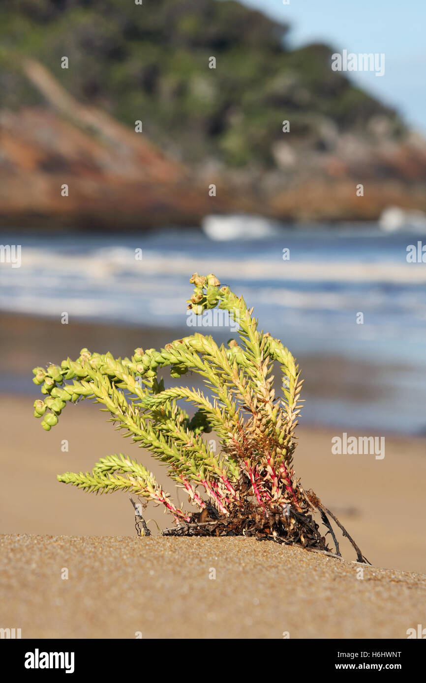 Sea Spurge (Euphorbia paralias) is a European plant that is considered an invasive beach weed in Australia. Wilsons Prom, Victoria, Australia. Stock Photo