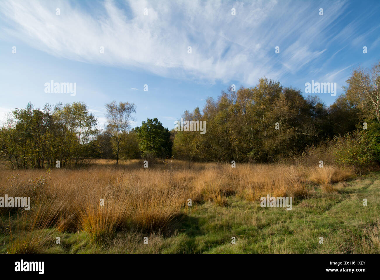 Royal Common near Elstead in Surrey, UK, on a sunny morning Stock Photo