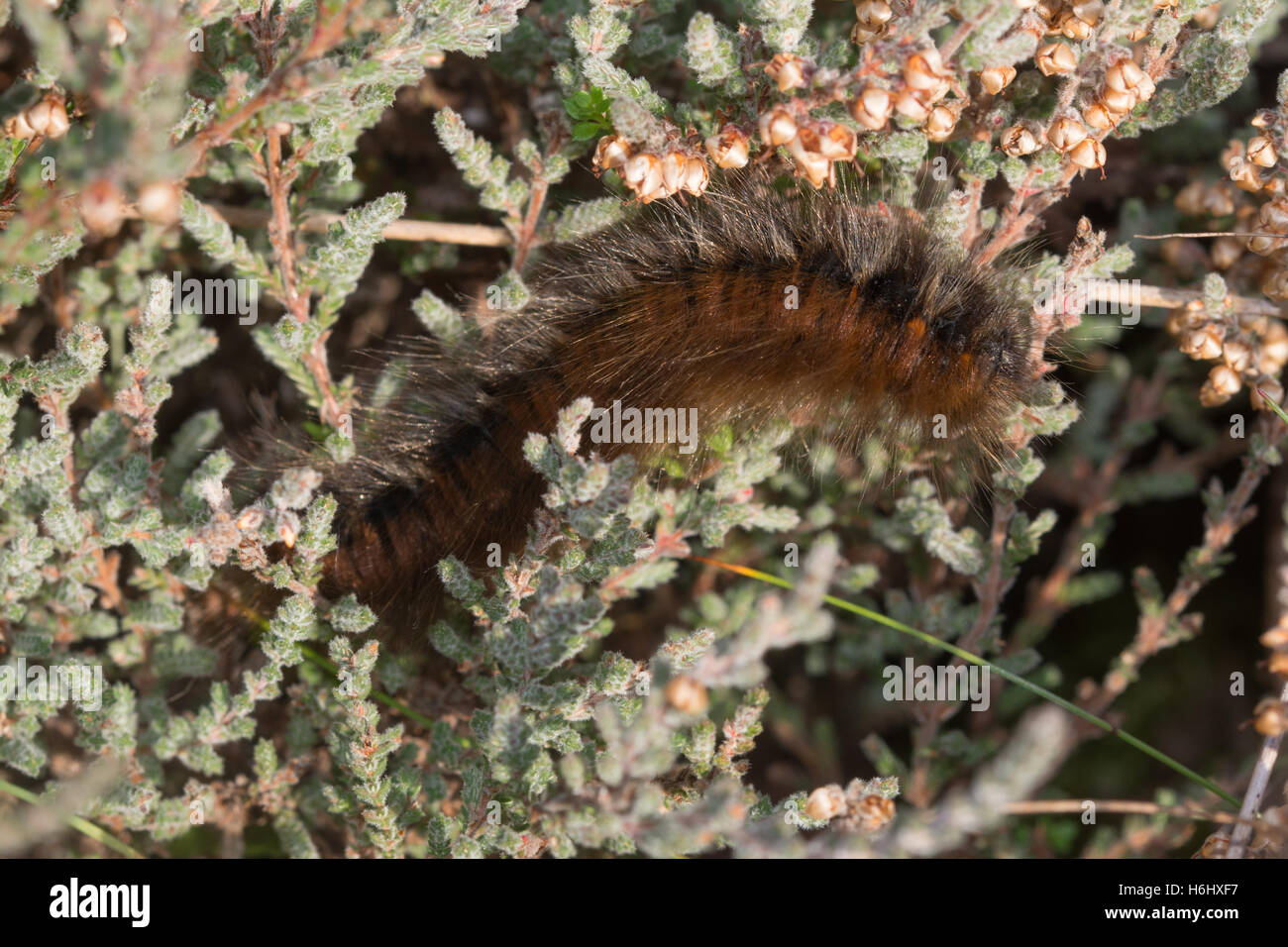 Large fox moth caterpillar (Macrothylacia rubi) on heather plant in Surrey, England Stock Photo