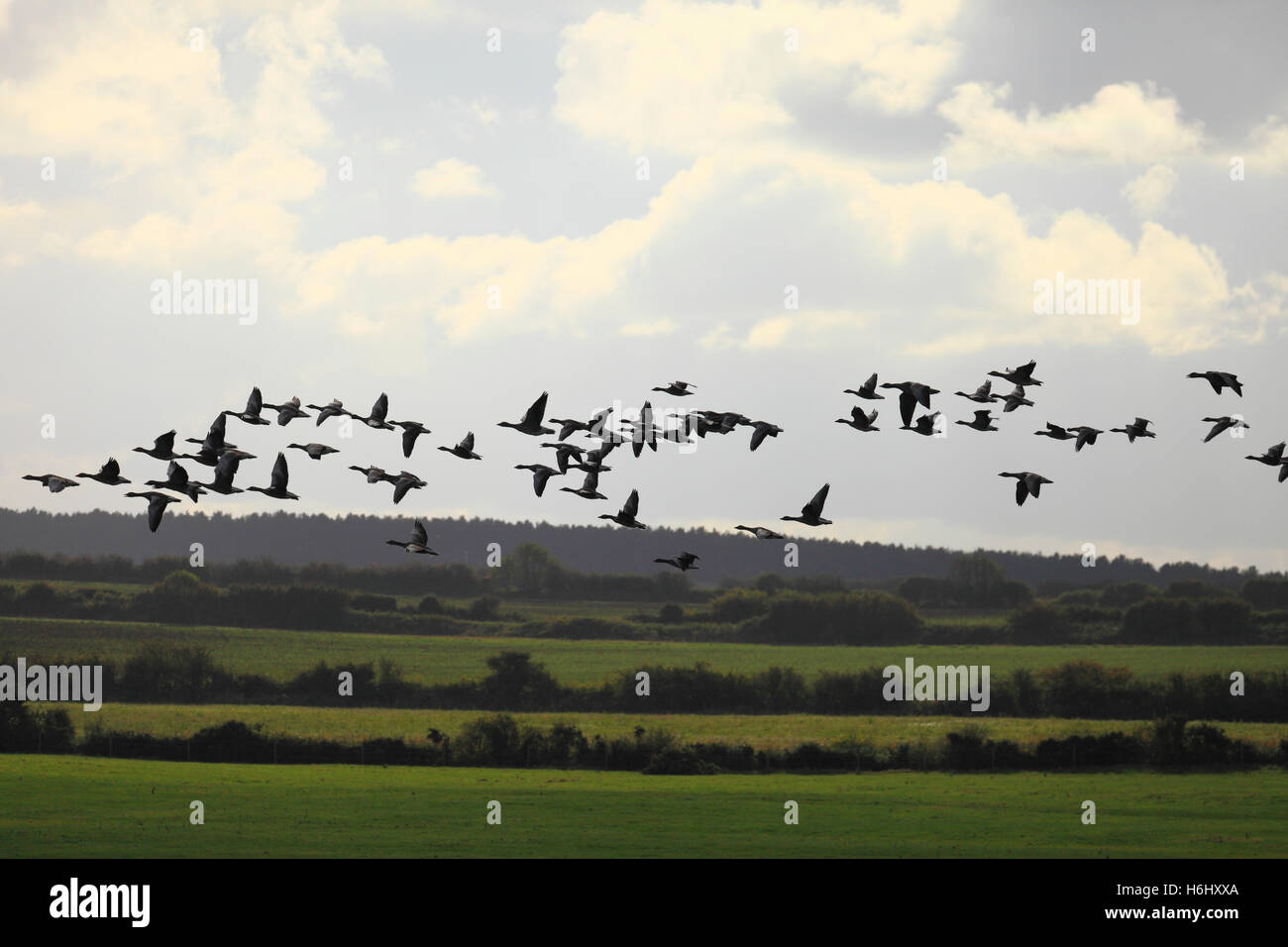 Greylag geese, Anser anser, over farmland at Burnham Overy on the Norfolk coast. Stock Photo