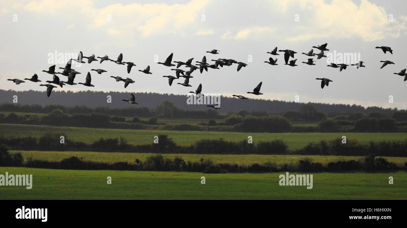 Greylag geese, Anser anser, over farmland at Burnham Overy on the Norfolk coast. Stock Photo