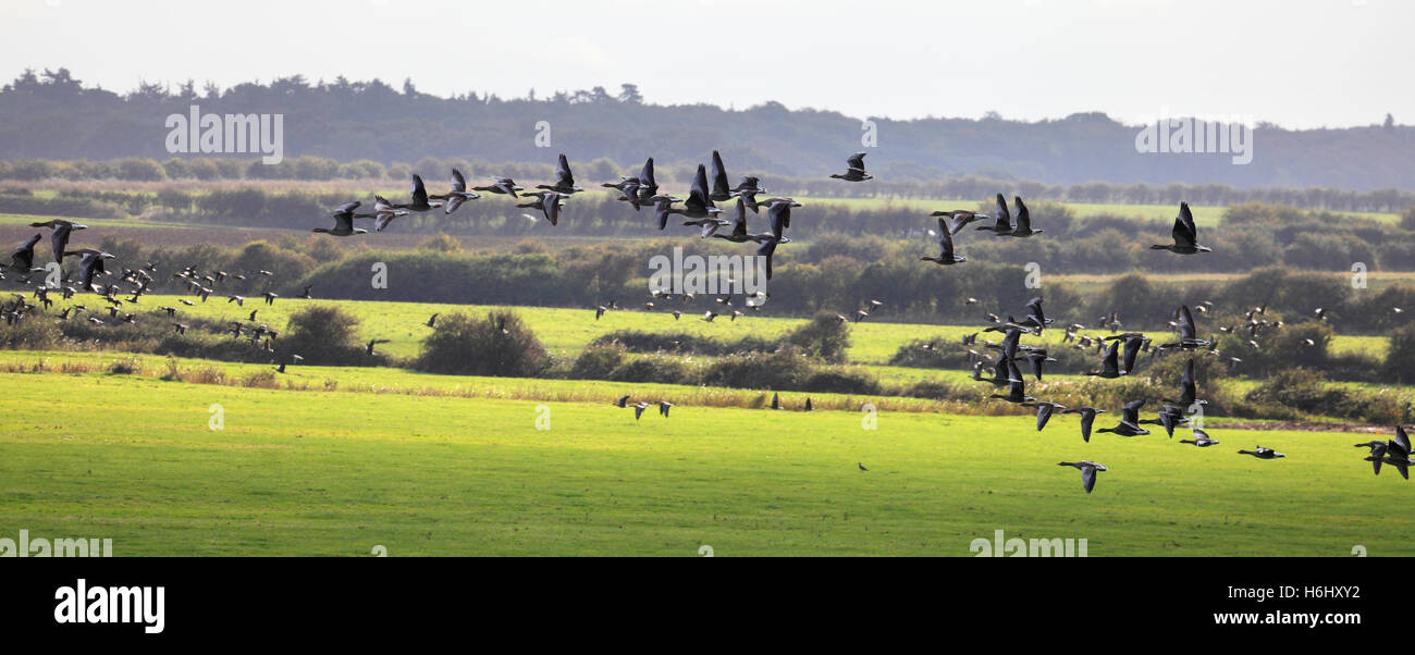 Greylag geese, Anser anser, over farmland at Burnham Overy on the Norfolk coast. Stock Photo
