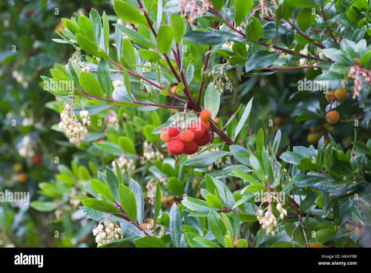 Arbutus unedo. Flowers and fruit of the Strawberry tree. Stock Photo