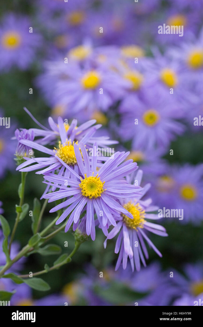 Aster amelius 'King George' flowers. Stock Photo