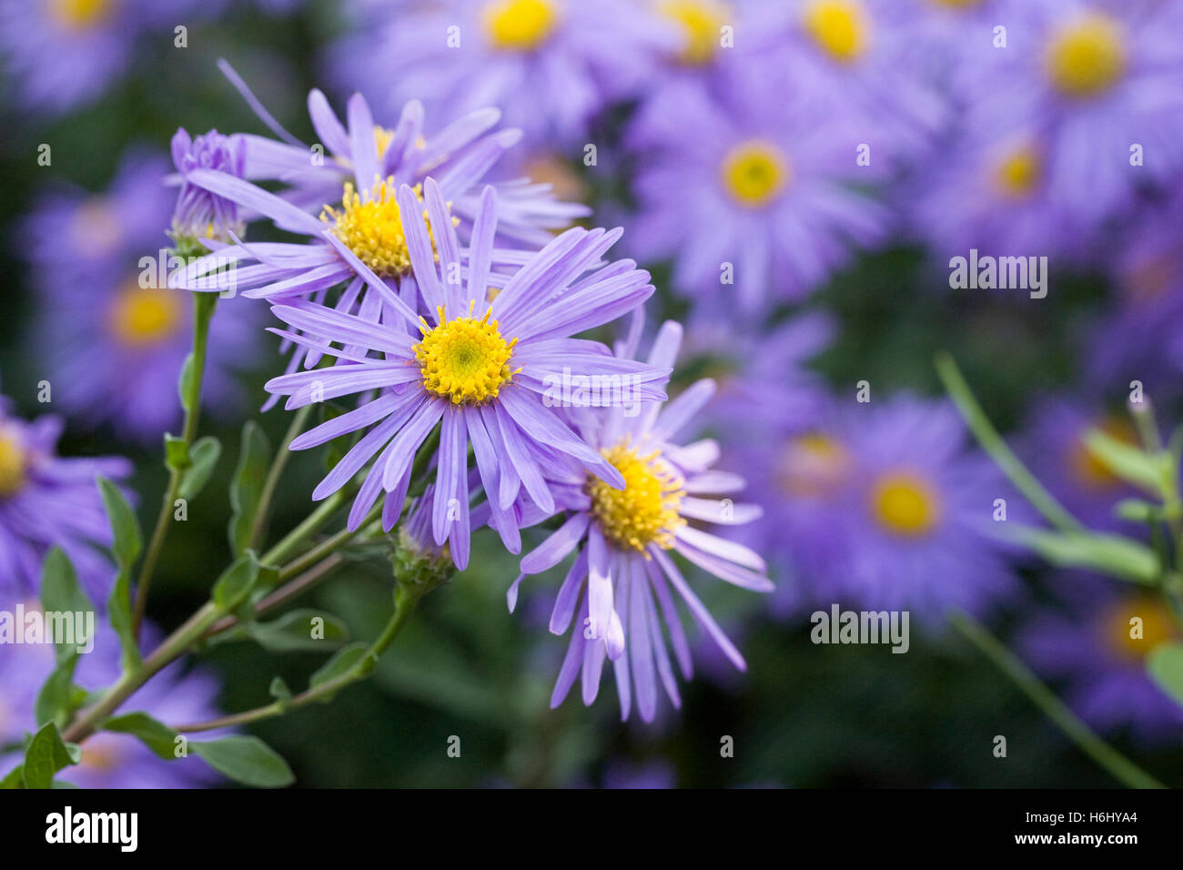 Aster amelius 'King George' flowers. Stock Photo