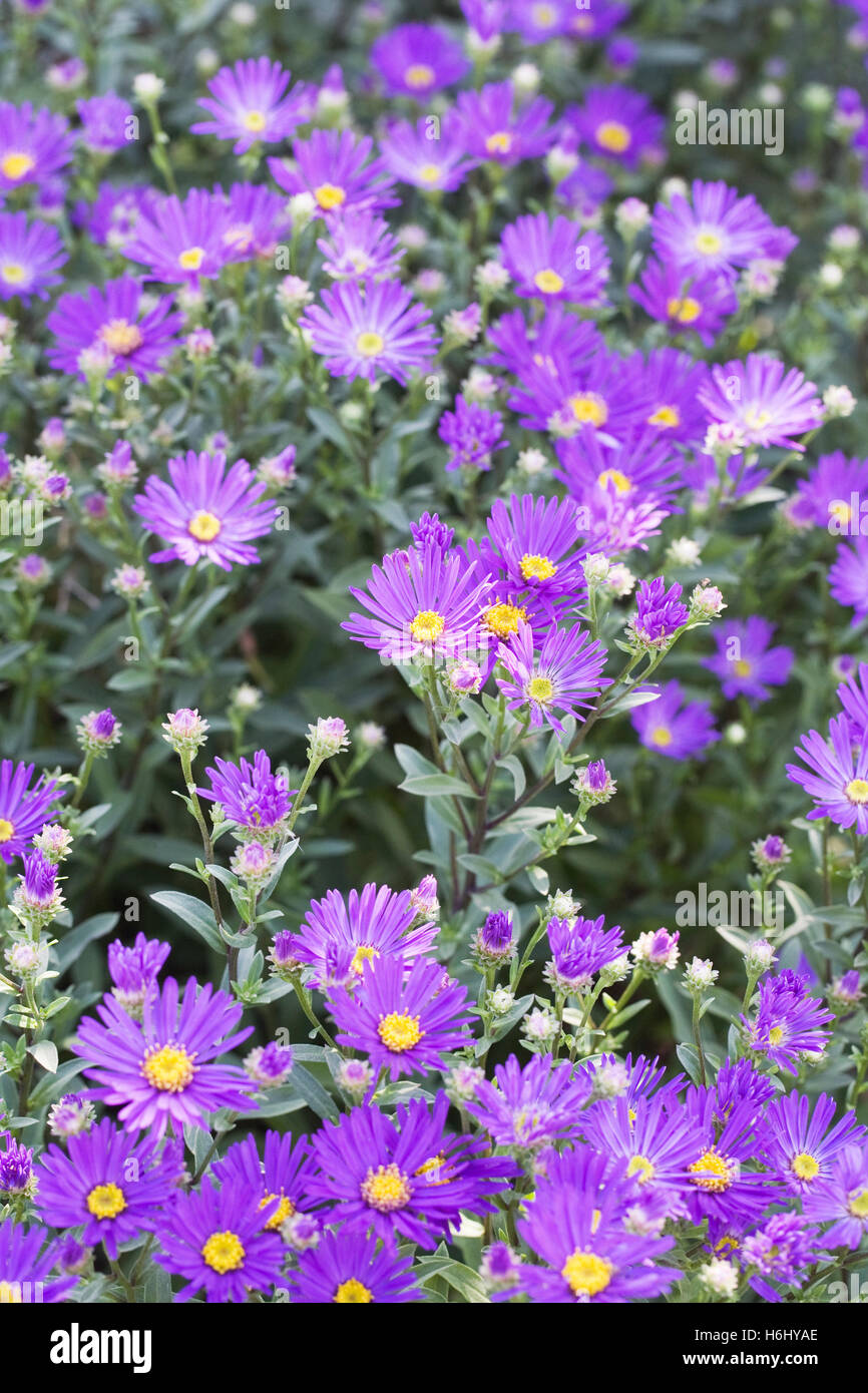 Aster amelius 'Violet Queen' flowers. Stock Photo