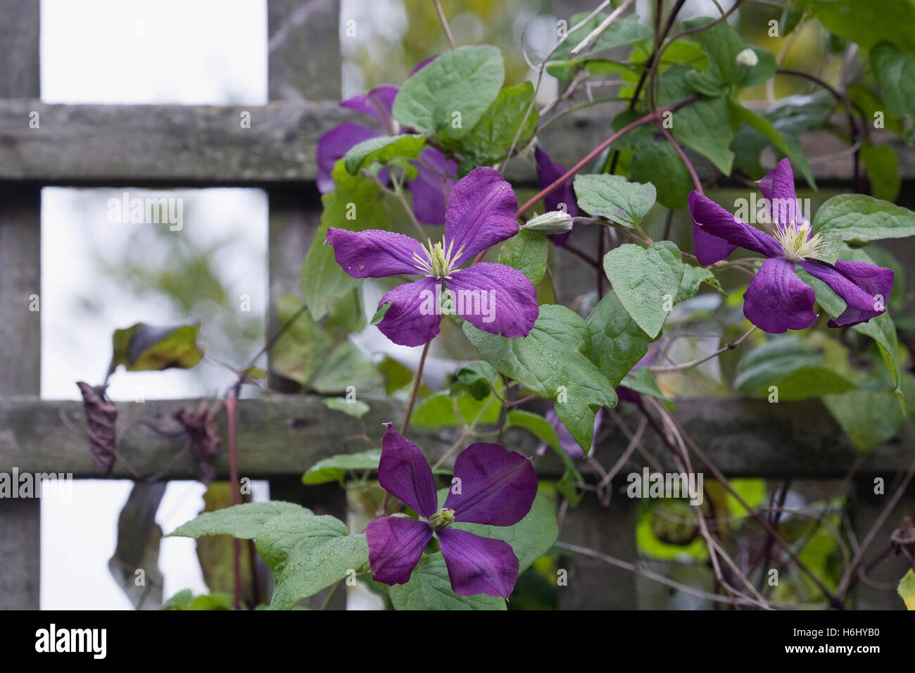 Purple Clematis flower growing over a trellis in an English garden. Stock Photo