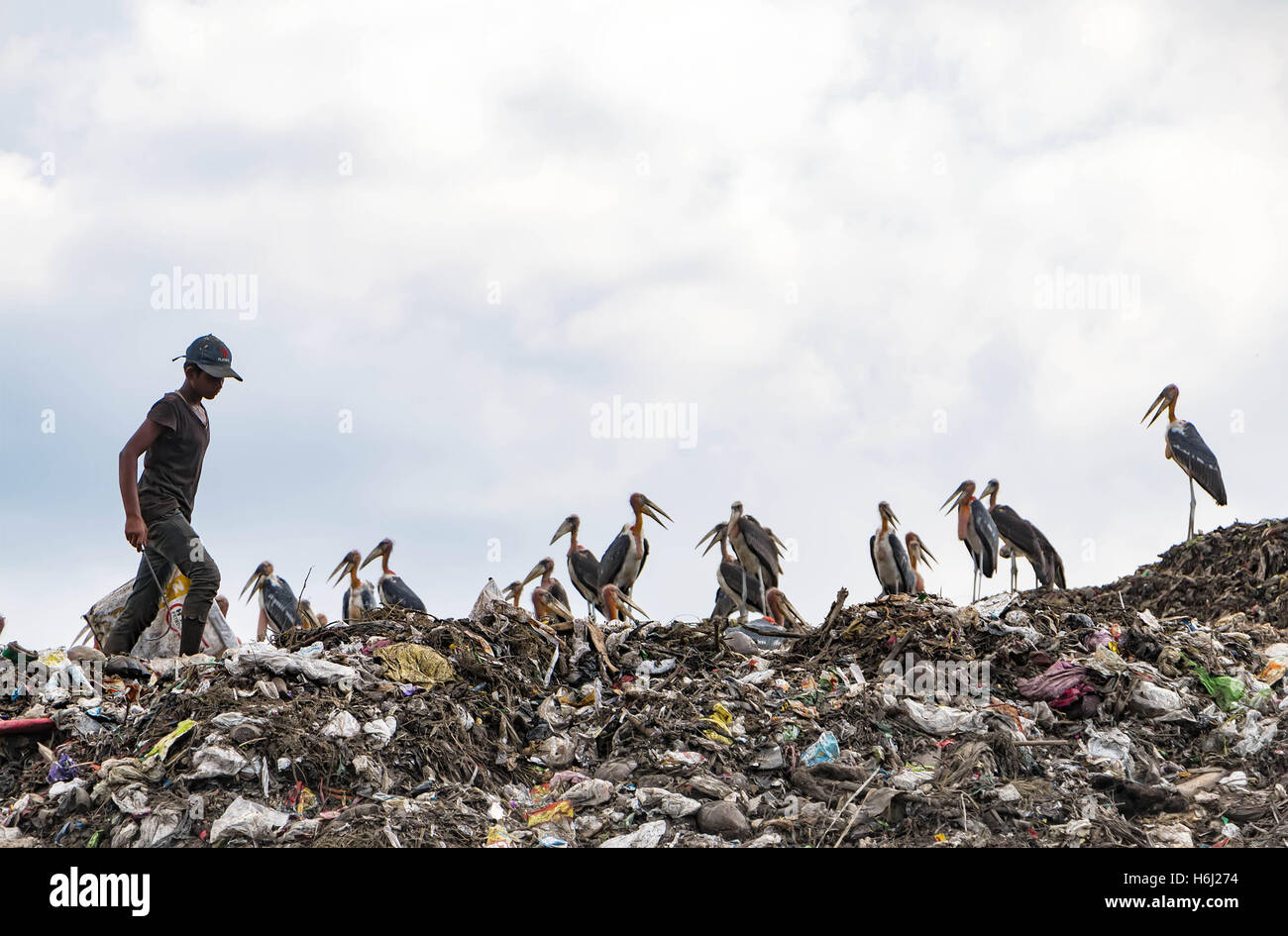 Guwahati, Assam, India. 29th Oct, 2016. A rag picker youth searching for recyclable waste from the solid waste dumping yard while a flock of Greater Adjutant Stork (Leptoptilos dubius) looks upon at outskirt of Guwahati city. Greater Adjutant Stork are among the world's most endangered of the stork species. This dumping yard is considered as a secure home for Greater Adjutant Stork. © Vikramjit Kakati/ZUMA Wire/Alamy Live News Stock Photo