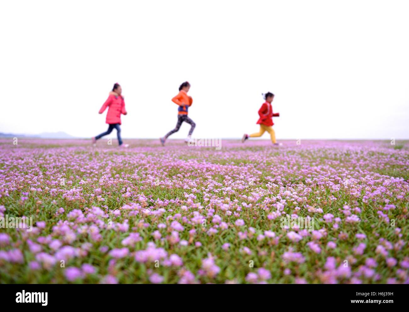 Duchang, China's Jiangxi Province. 29th Oct, 2016. Tourists visit the wet land near the Poyang Lake in Duchang County, east China's Jiangxi Province, Oct. 29, 2016. The lake bed were covered by flowers due to the low water level and high temperature. Credit:  Hu Chenhuan/Xinhua/Alamy Live News Stock Photo