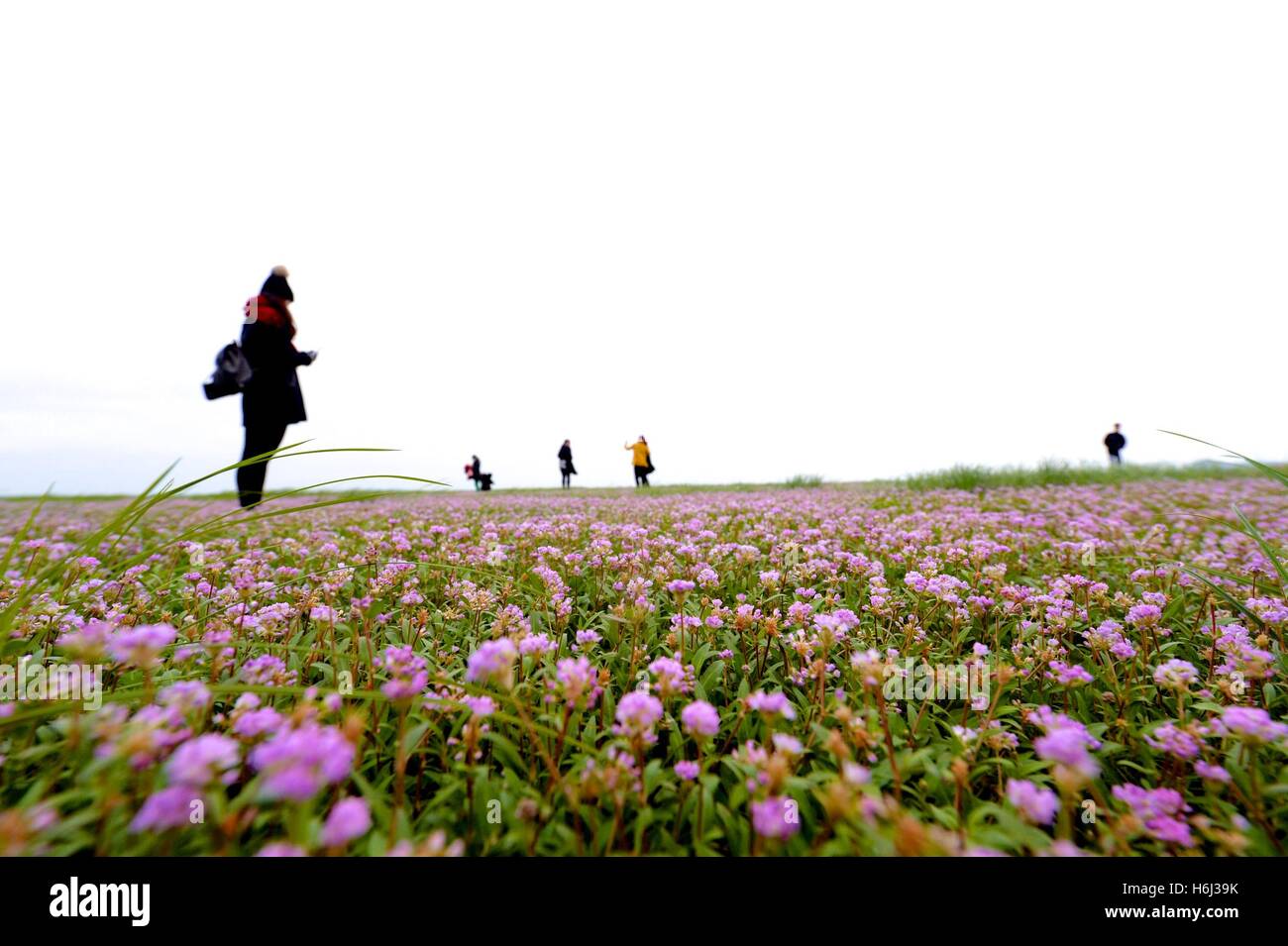 Duchang, China's Jiangxi Province. 29th Oct, 2016. Tourists visit the wet land near the Poyang Lake in Duchang County, east China's Jiangxi Province, Oct. 29, 2016. The lake bed were covered by flowers due to the low water level and high temperature. Credit:  Hu Chenhuan/Xinhua/Alamy Live News Stock Photo