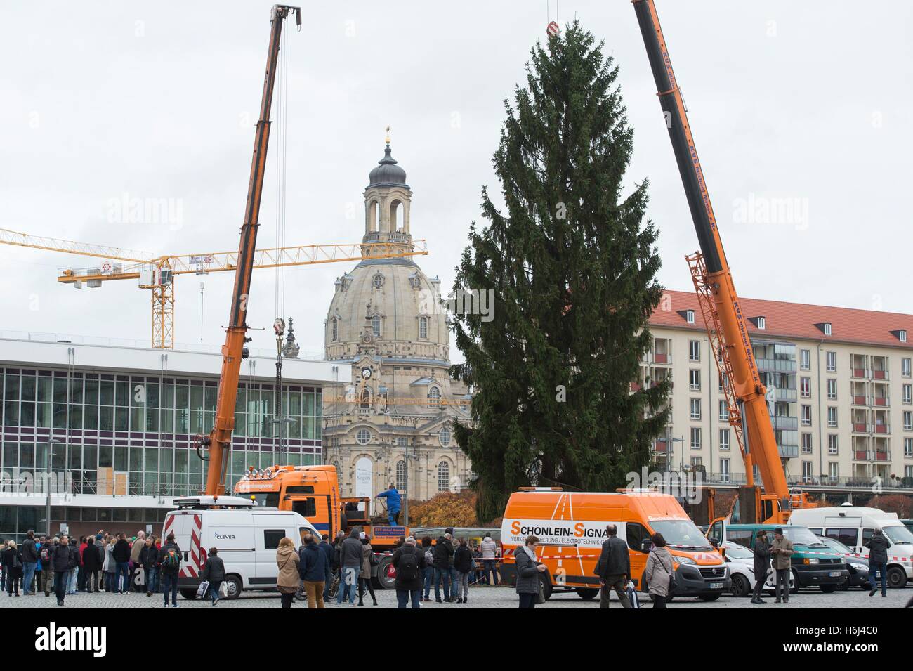 Dresden, Germany. 29th Oct, 2016. A crane lifts a 20-meter-tall European spruce to be erected on Altmarket square in front of the Frauenkirche curch in Dresden, Germany, 29 October 2016. The five-ton conifer was cut down today in Pulsnitz and brought to Dresden. It will form the centerpiece at the Dresden Striezelmarkt Christmas market, which opens 24 November 2016. Photo: SEBASTIAN KAHNERT/dpa/Alamy Live News Stock Photo
