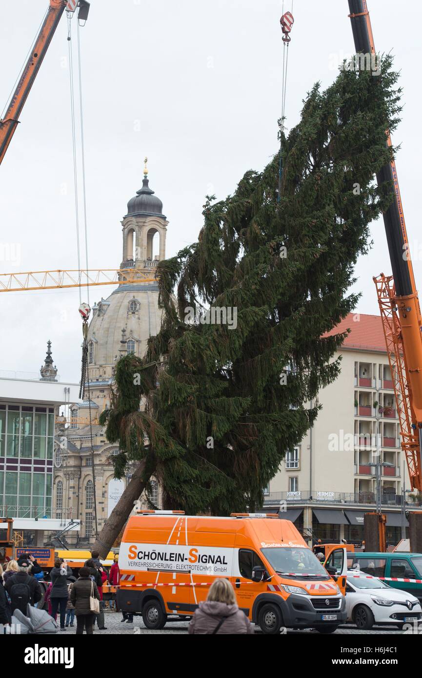 Dresden, Germany. 29th Oct, 2016. A crane lifts a 20-meter-tall European spruce to be erected on Altmarket square in front of the Frauenkirche curch in Dresden, Germany, 29 October 2016. The five-ton conifer was cut down today in Pulsnitz and brought to Dresden. It will form the centerpiece at the Dresden Striezelmarkt Christmas market, which opens 24 November 2016. Photo: SEBASTIAN KAHNERT/dpa/Alamy Live News Stock Photo