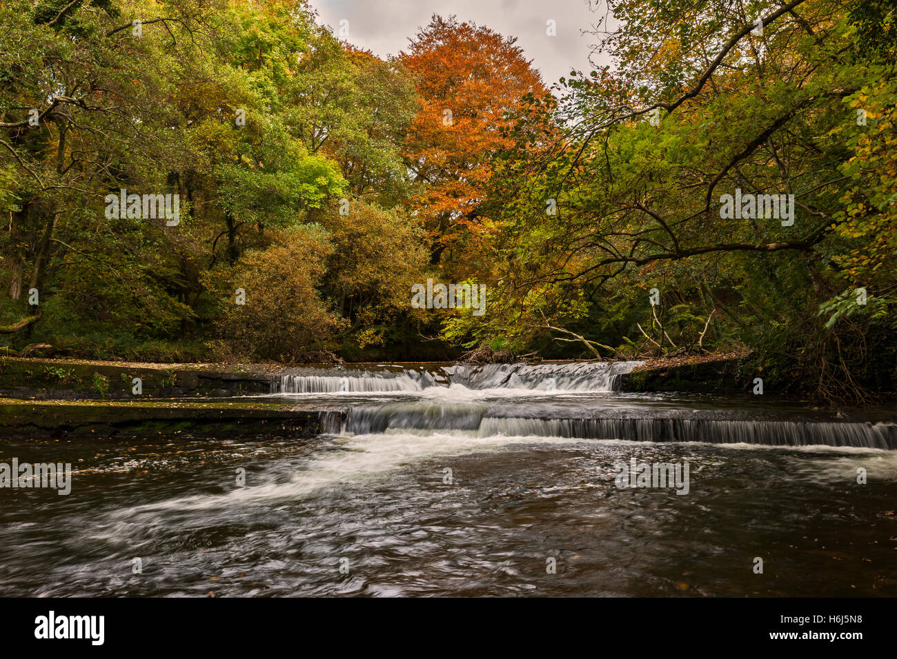 The Autumn in full swing down at Dunmere Weir, River Camel, Bodmin, Cornwall. 29th October 2016. A very mild day in Cornwall, the leaves beginning to fall. Credit:  Barry Bateman / Alamy Live News Stock Photo